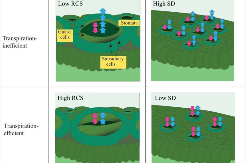 Going back to the future for food crops