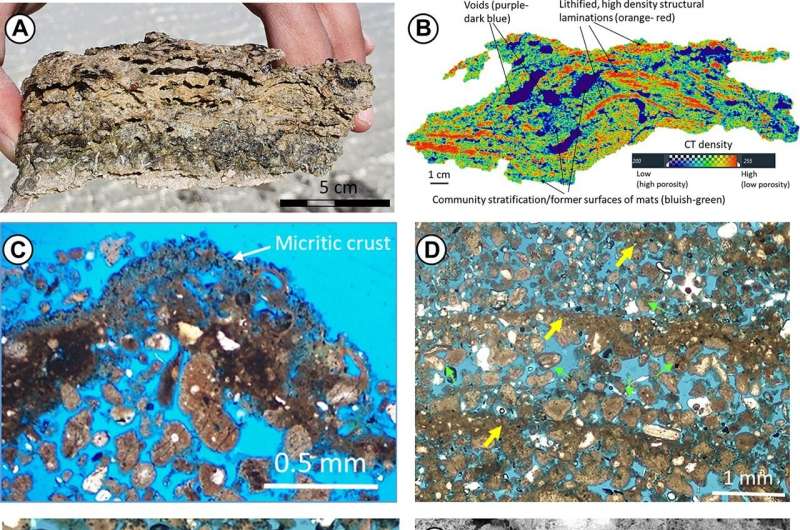 New vestiges of the first life on Earth discovered in Saudi Arabia