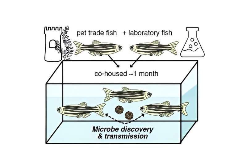 Novel virus identified in zebrafish from the pet trade causes disease in laboratory fish