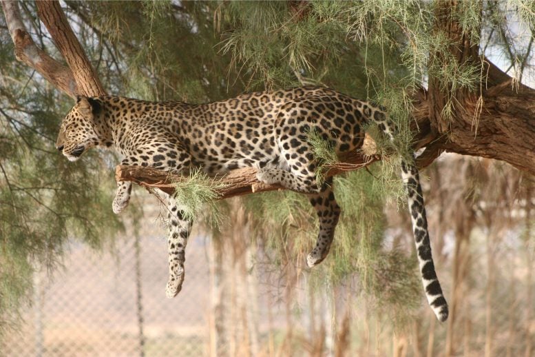 Arabian Leopard