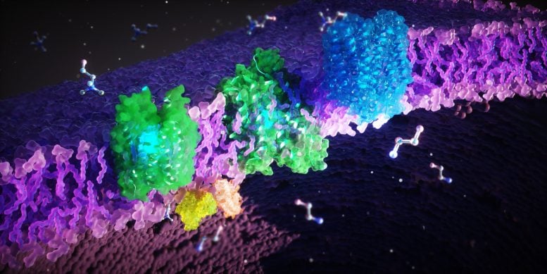 FLVCR Proteins