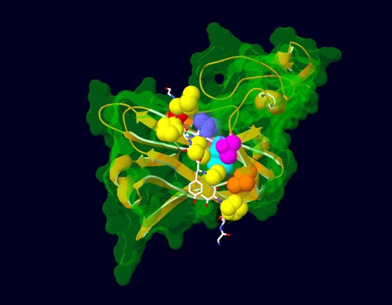 Mutated Amino Acids in the AFF3 Protein