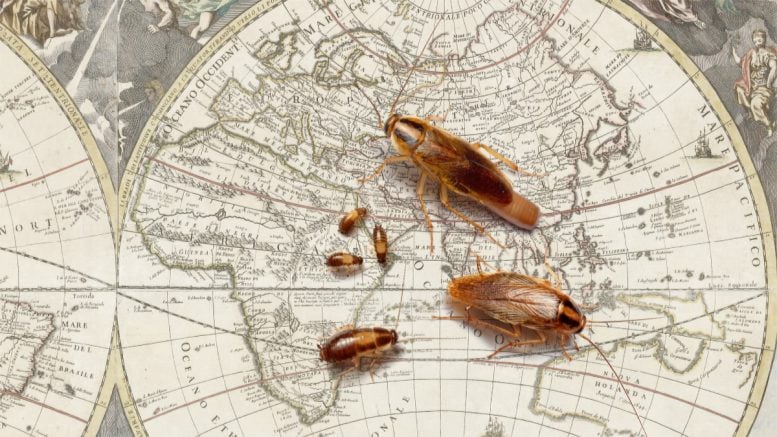 Cockroaches Map