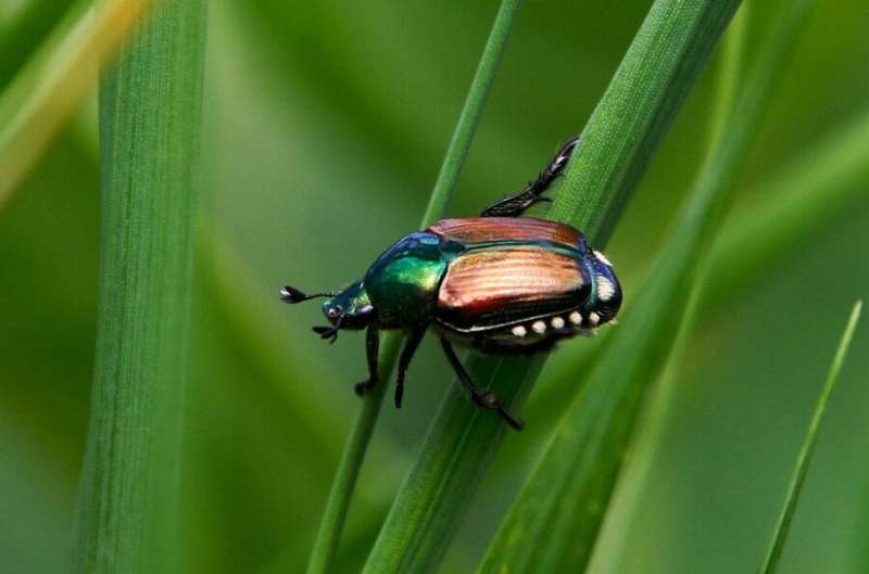 Japanese beetle