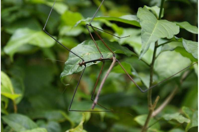 stick insect