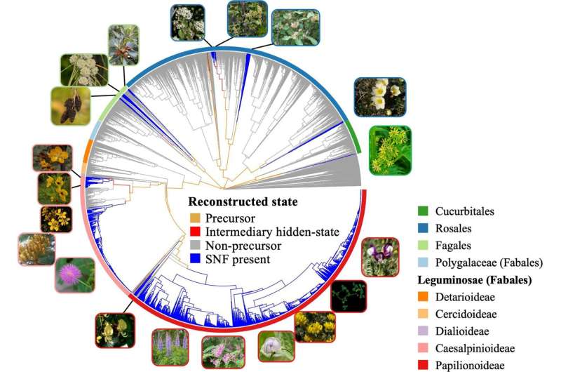 Researchers expose new 'origin' theories, identify experimental systems for plant life