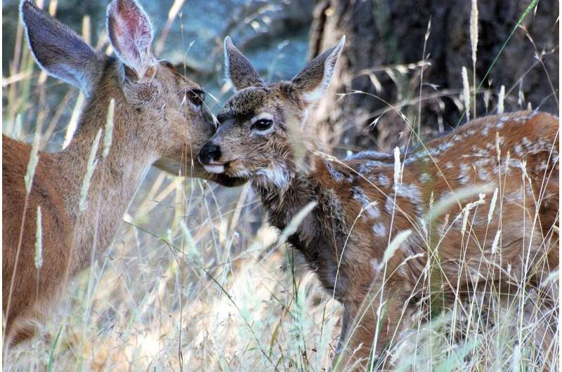 mule deer