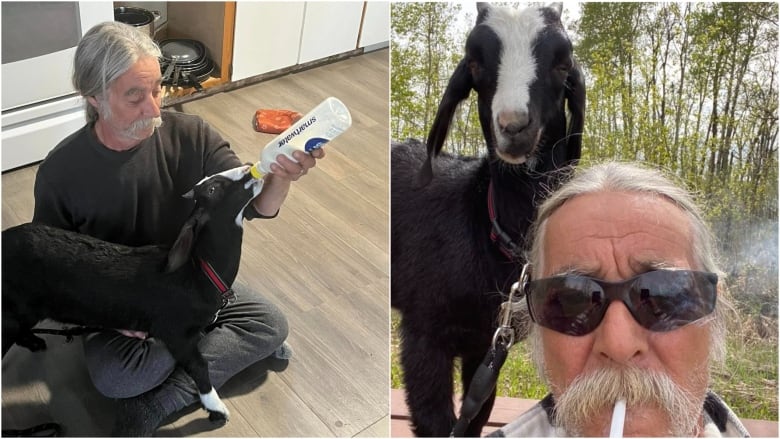 Side-by-side pics of a man with long gray hair and a handlebar moustache with his black and white pet goat. On the left, the man sits on the floor bottle-feeding the goat. On the right, he takes selfie while smoking, as the goat stands behind him on a picnic table. 