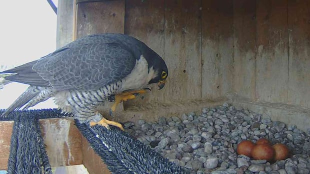 A peregrine falcon sits on her nest in the Mercier Bridge, with four eggs in the nest.