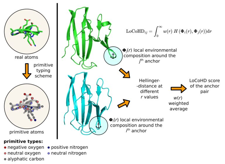 A new Hungarian method may aid protein research