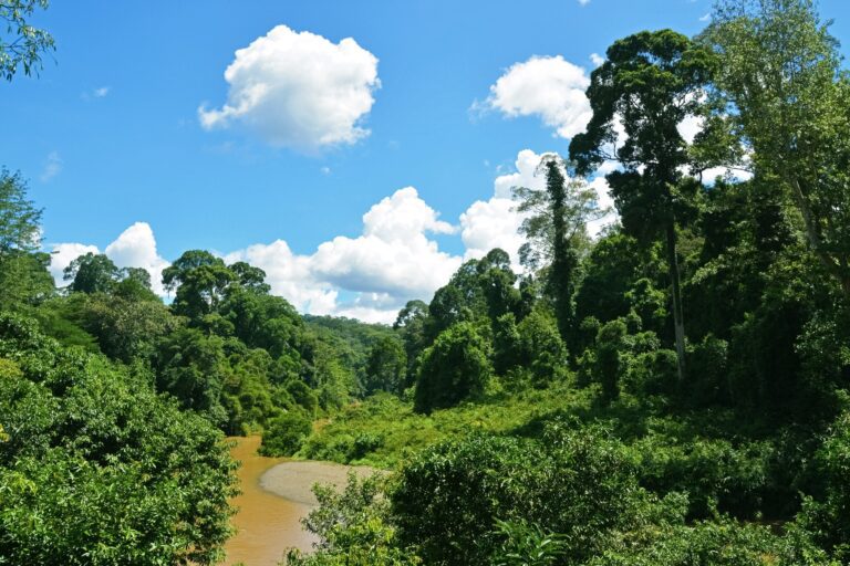 Increasing drought puts the resilience of the Amazon rainforest to the test