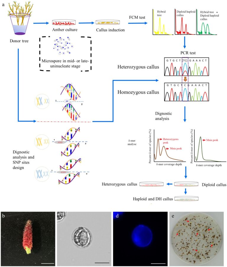 Nearly gap-free genome assembly unveils new insights and applications