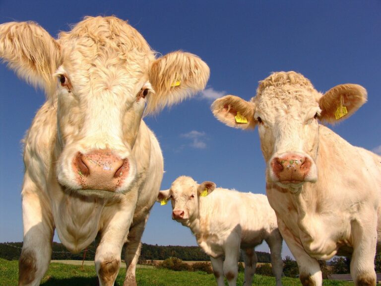 Clues from bird flu’s ground zero on dairy farms in the Texas panhandle