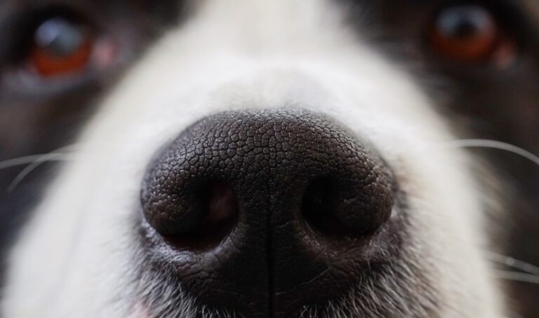 Scent detection dogs discern odor molecules better than previously thought