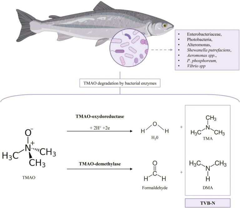 Food safety, quality review summarizes sustainable seafood preservation to minimize waste, losses