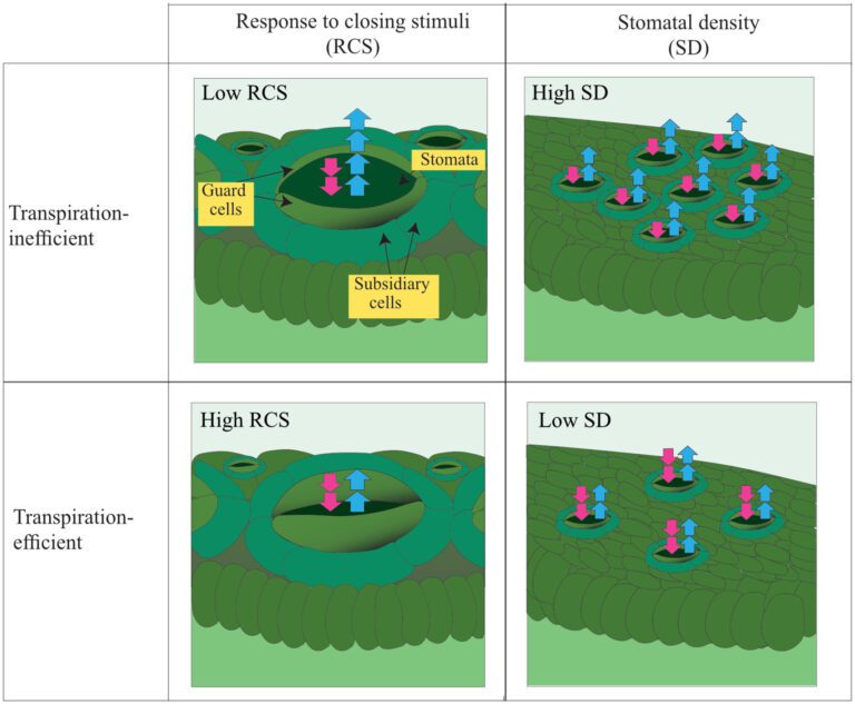 New sensing techniques can detect drought tolerance in ancient crops, may inform new breeding programs