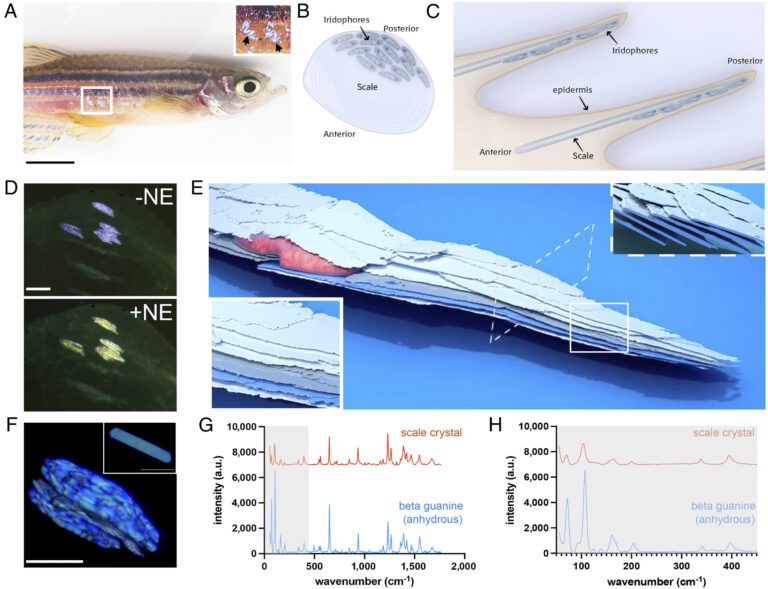 How did the zebrafish get its stripes? Researchers are one step closer to finding out