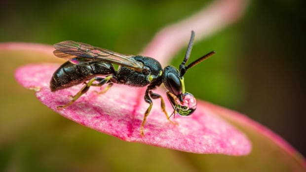 Annual flowers are more popular with bees than scientists realized