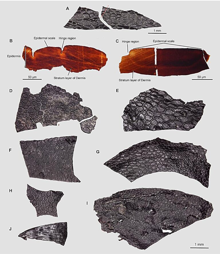 It’s hard to find fossil skin, but a rare discovery reveals clues about the evolution from water to land