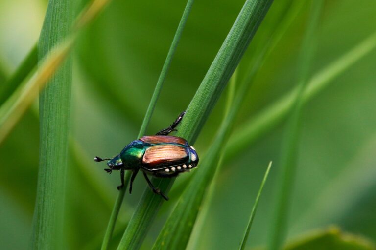 Students say they’ve found an ‘eco-friendly’ way to trap and kill Japanese beetles