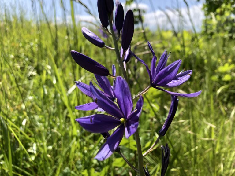 Legacy of Indigenous stewardship of camas dates back more than 3,500 years, study finds