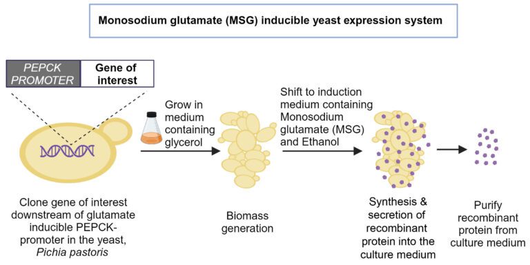 Novel method for mass production of recombinant proteins uses mono-sodium glutamate