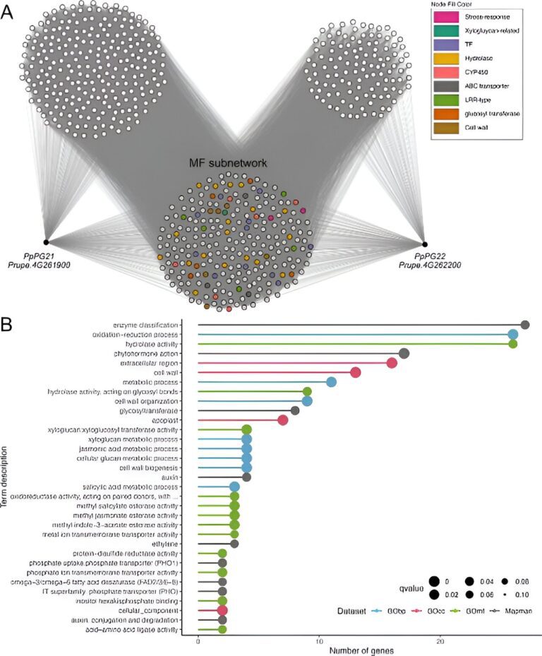 Advanced gene networks reveal fruit traits