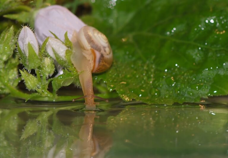 Antibiotic pollution disrupts the gut microbiome and blocks memory in aquatic snails, study finds