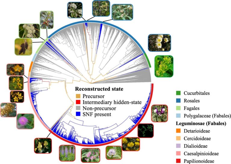 Symbiosis study exposes new ‘origin’ theories, identifies experimental systems for plant life