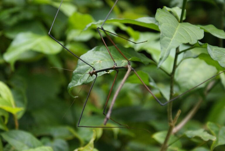 Study reveals maintenance of male-related genes after loss of males in stick insects