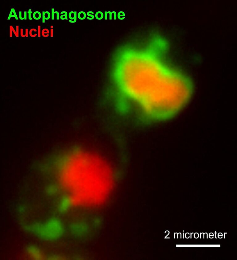 The world’s most powerful anti-fungal chemistries cause fungal pathogens to self-destruct