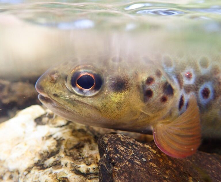 Trout in mine-polluted rivers are genetically ‘isolated,’ new study shows