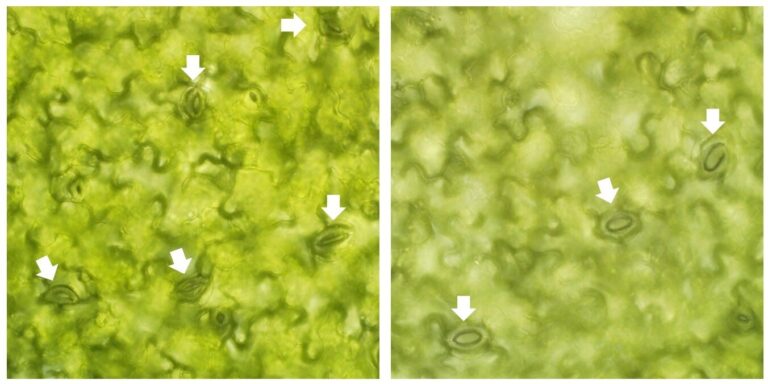 Study identifies the key protein interplay behind rhythmic stomatal movements