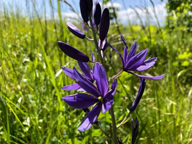 Close Up Photo of Camas Flowers