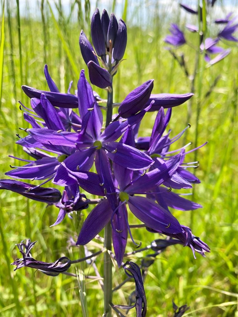 Camas Flowers