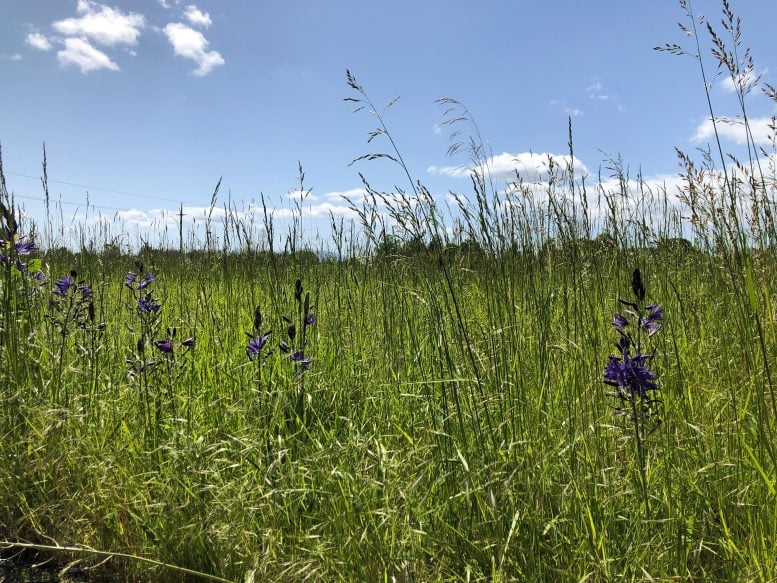 Camas Flowers in Field