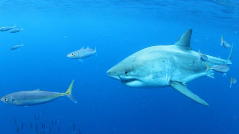 Shark watchers off Nova Scotia are going to need a bigger boat