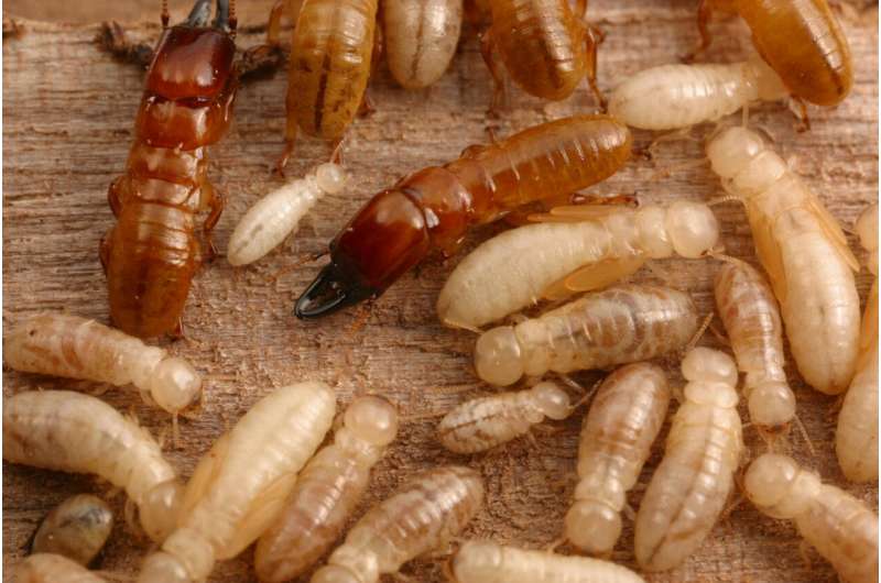 A greener, more effective way to kill termites