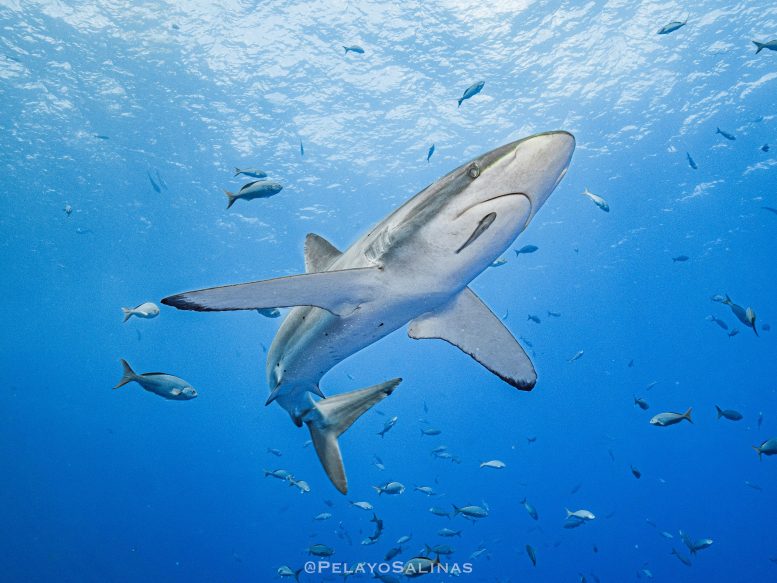 Silky Shark Close Up