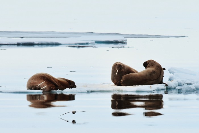 Walrus in Svalbard