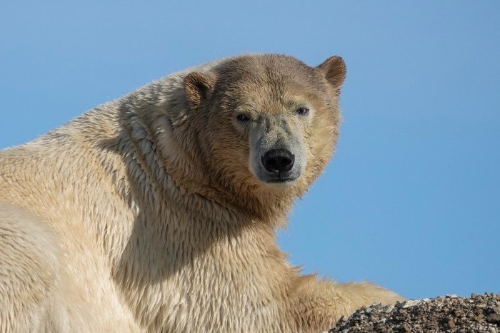 A polar bear in Svalbard