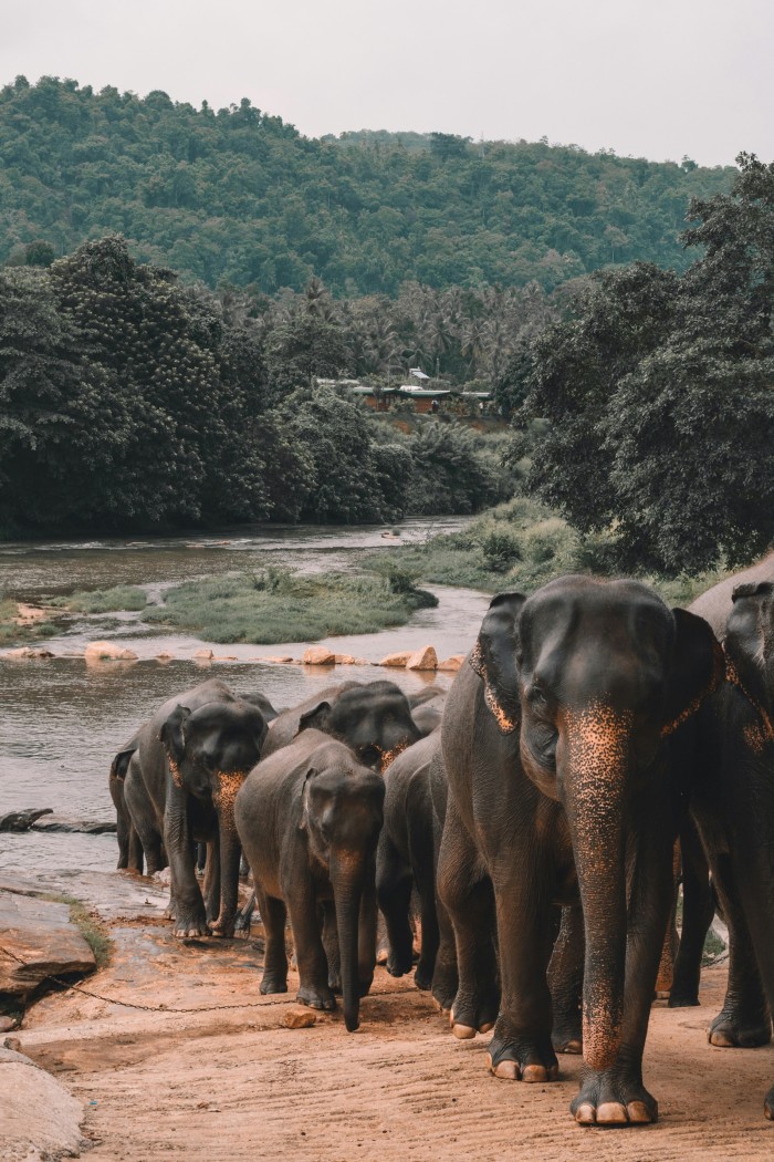 A herd of Sri Lankan elephants