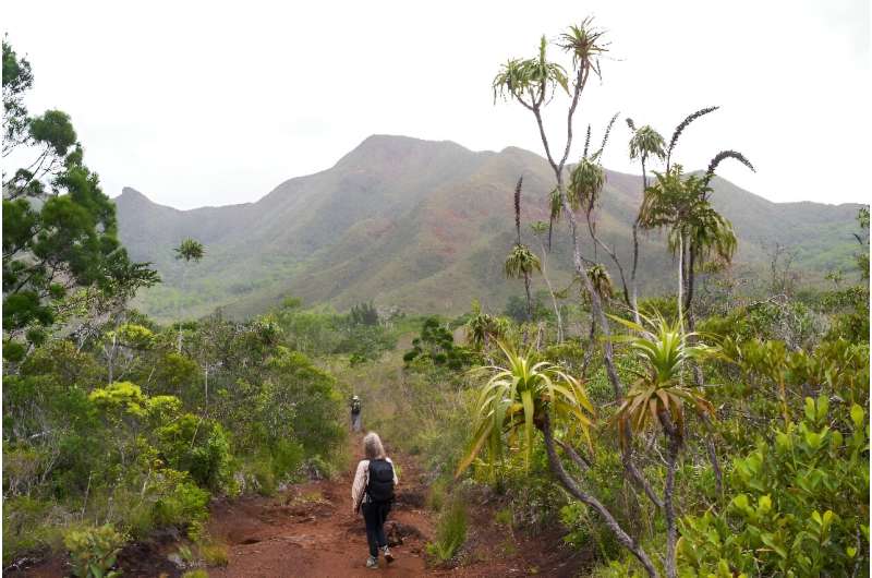 The seemingly unremarkable New Caledonia fern grows only on the remote Pacific island