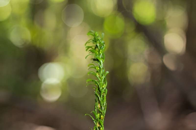 Tmesipteris oblanceolata grows to 5-10 centimetres tall