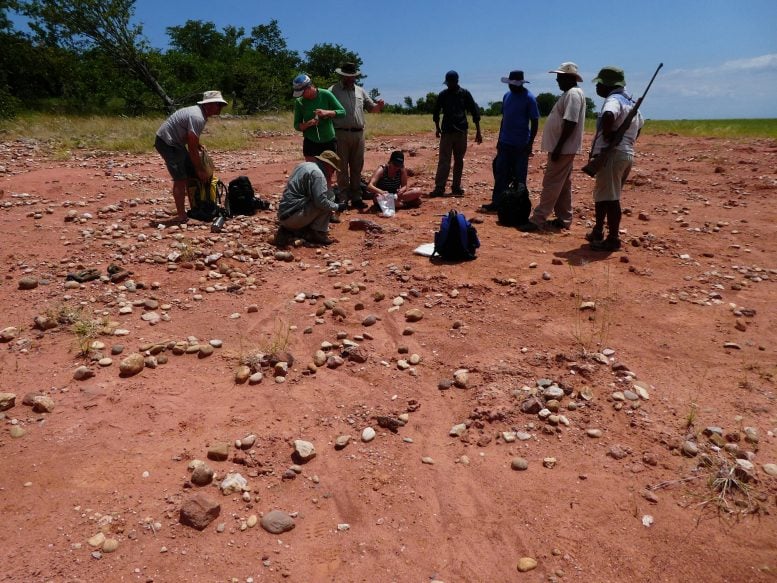 Scientists Musankwa sanyatiensis