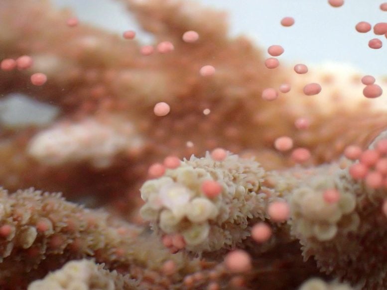 Acropora Coral After Spawning