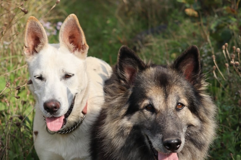 A white short-haired dog and a darker long-haired dog look at the camera.