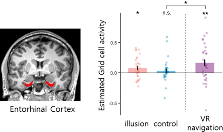 Grid Cell Activities in the Entorhinal Cortex During Different Task Conditions