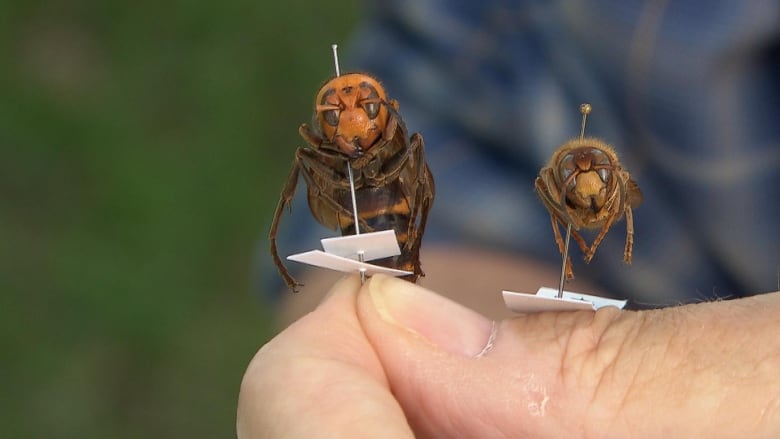 A hand holding up two large hornets. 