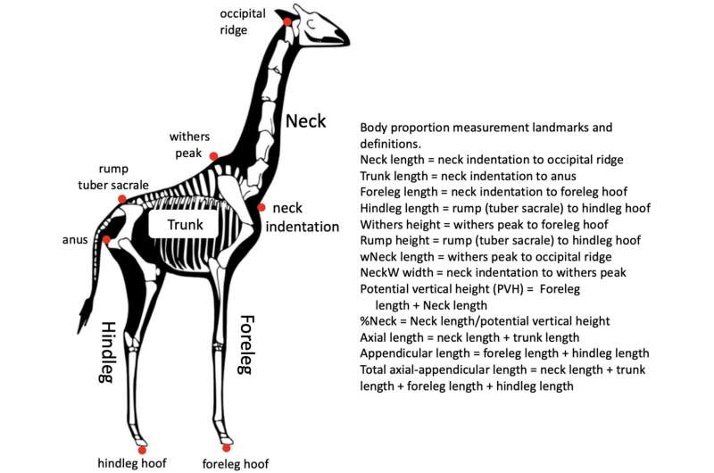 Food, not sex, drove the evolution of giraffes' long neck, new study finds